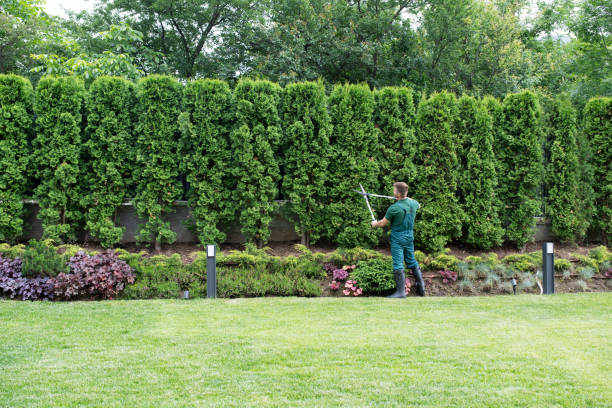 Best Lawn Mowing Services  in South Dennis, NJ